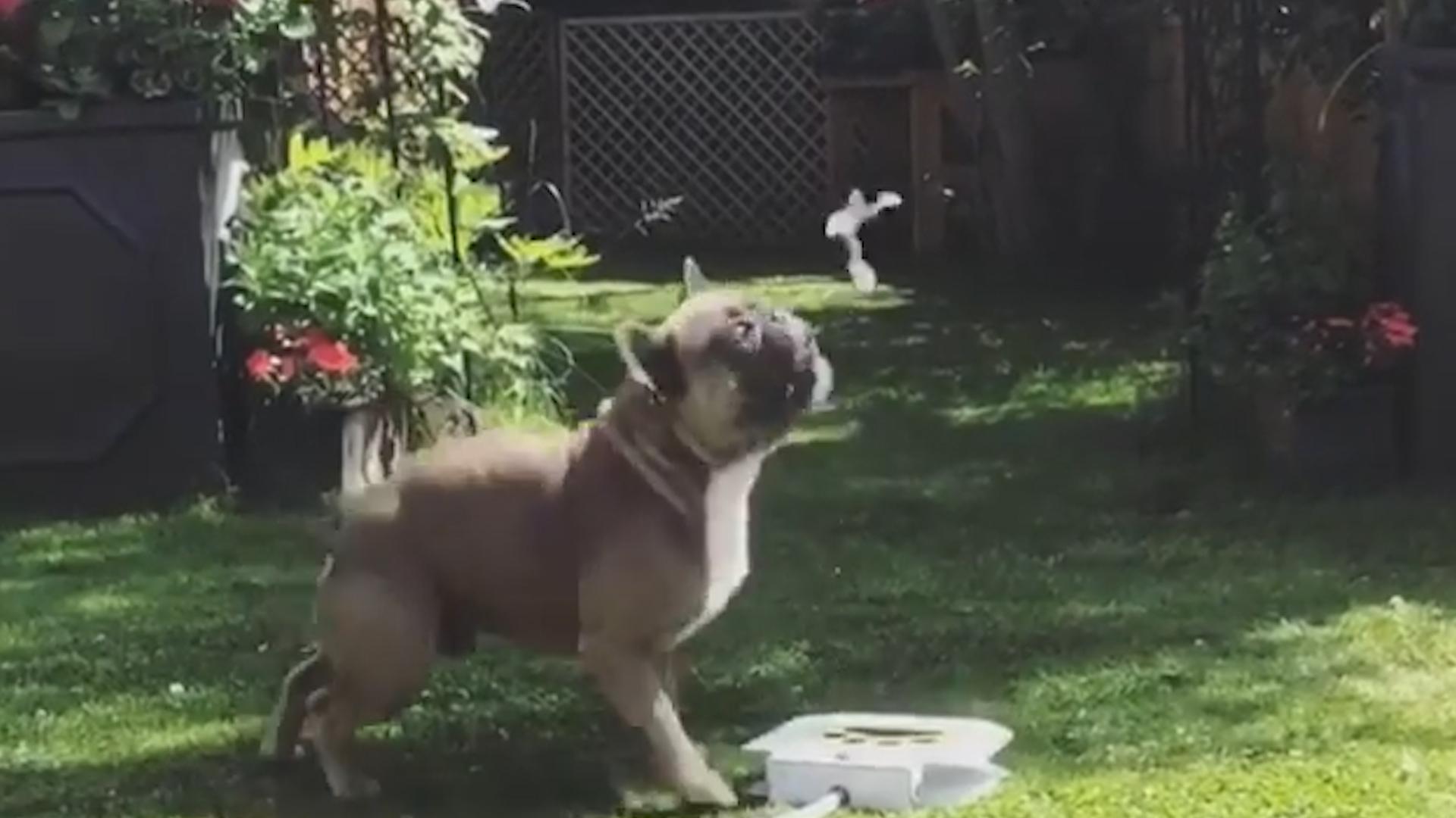 Intelligent French Bulldog Activates Personal Water Fountain Poke My