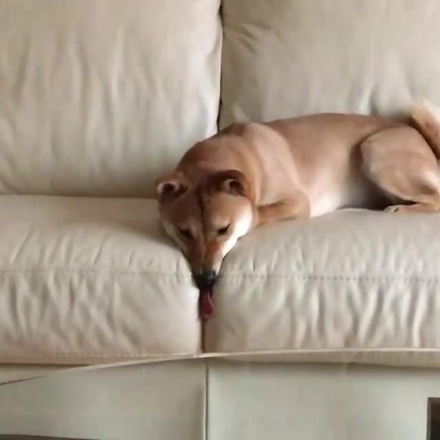 Shiba Inu Absentmindedly Licks Couch - Poke My Heart
