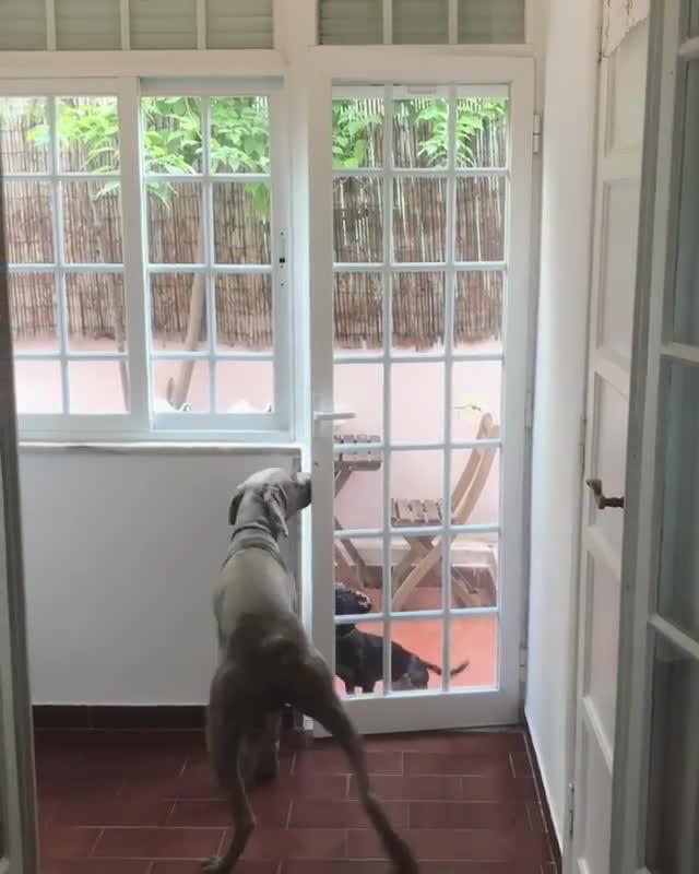 Dog Opens Door to Let Friends Inside House Poke My Heart