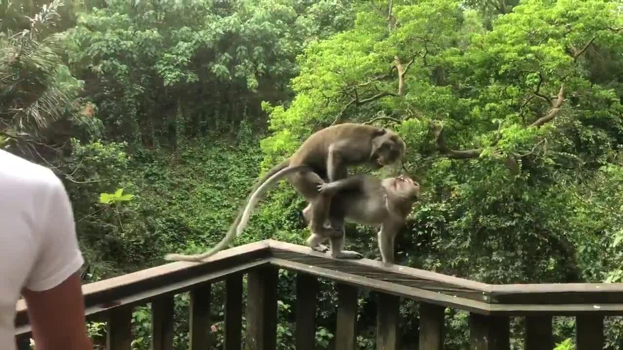 Monkeys Start Mating as Tourist Poses for Photo Poke My Heart