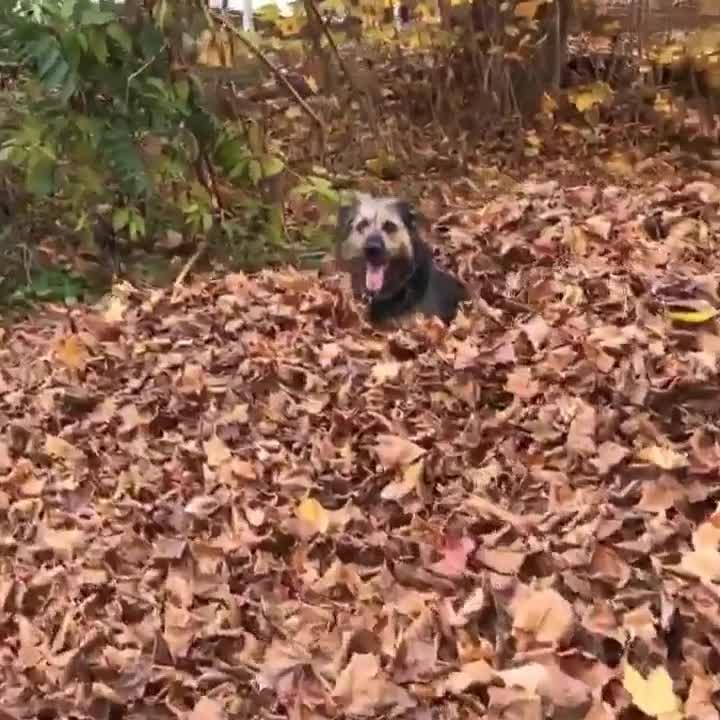 Dog Makes Running Leap into Huge Pile of Leaves Poke My Heart