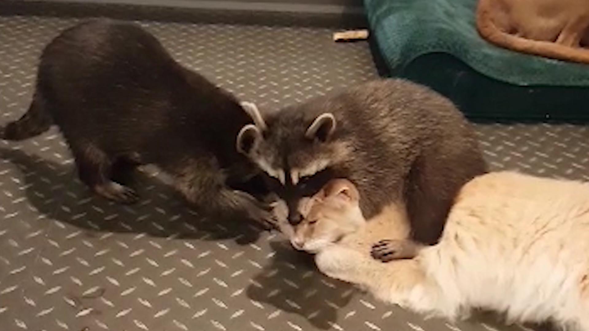 Pet Raccoon Hugs Cat Poke My Heart