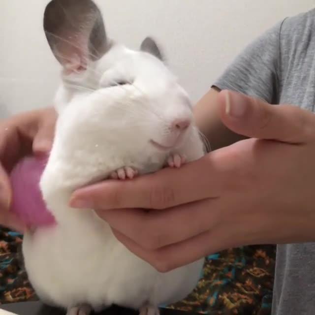 Chinchilla Sits Patiently as Owner Grooms Them With Comb Poke My Heart