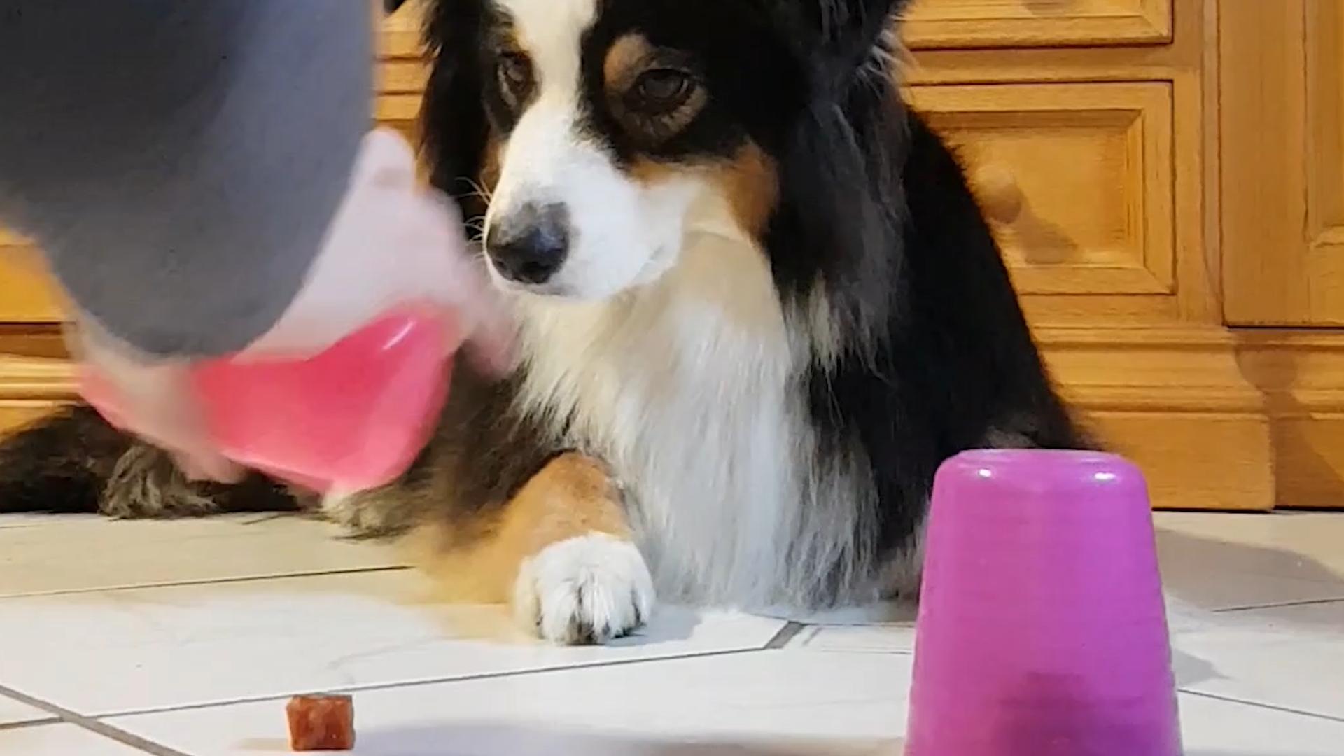 Dog Regrets Choosing Wrong Cup of Treats Poke My Heart