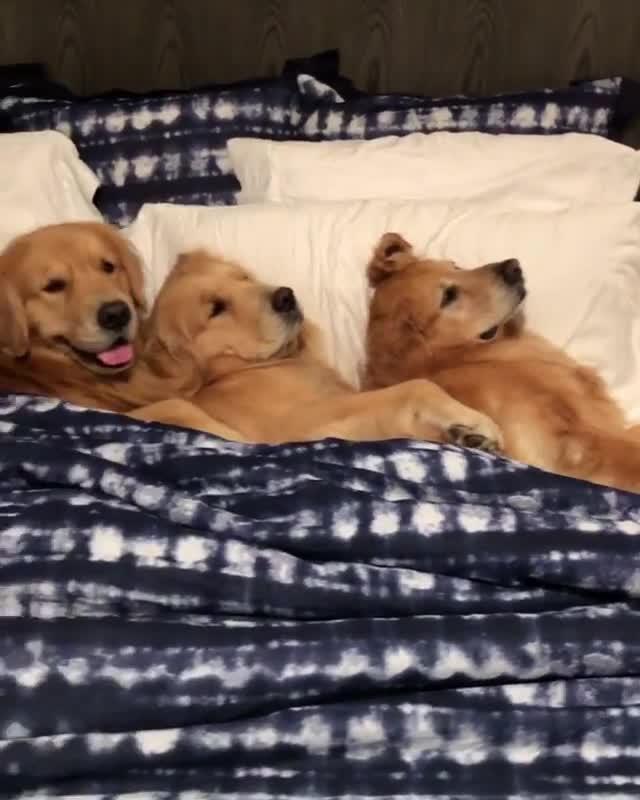 Four Dogs Cuddle Together in Bed Poke My Heart