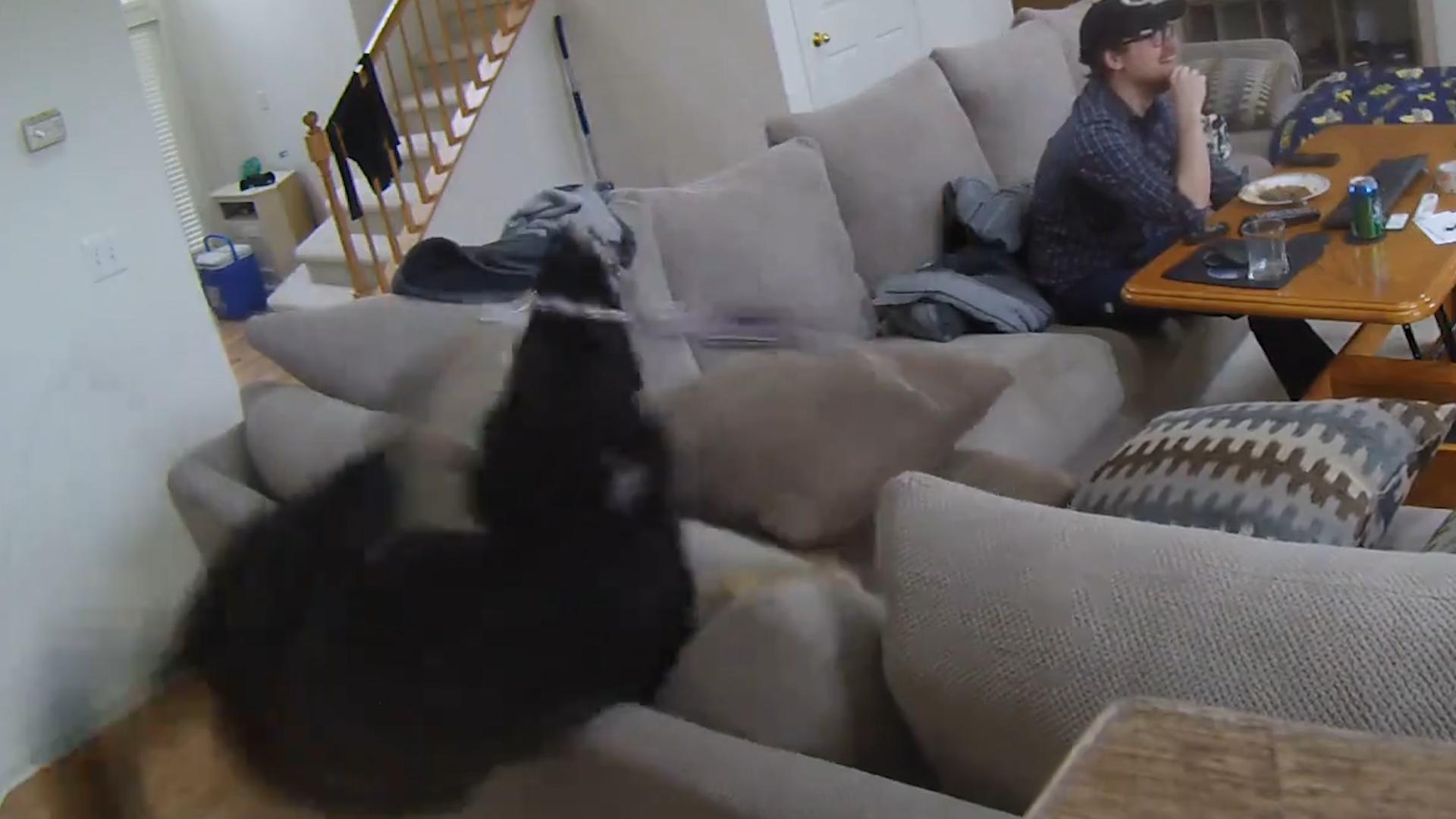 Dog Falls off Couch Playing with Rope Poke My Heart