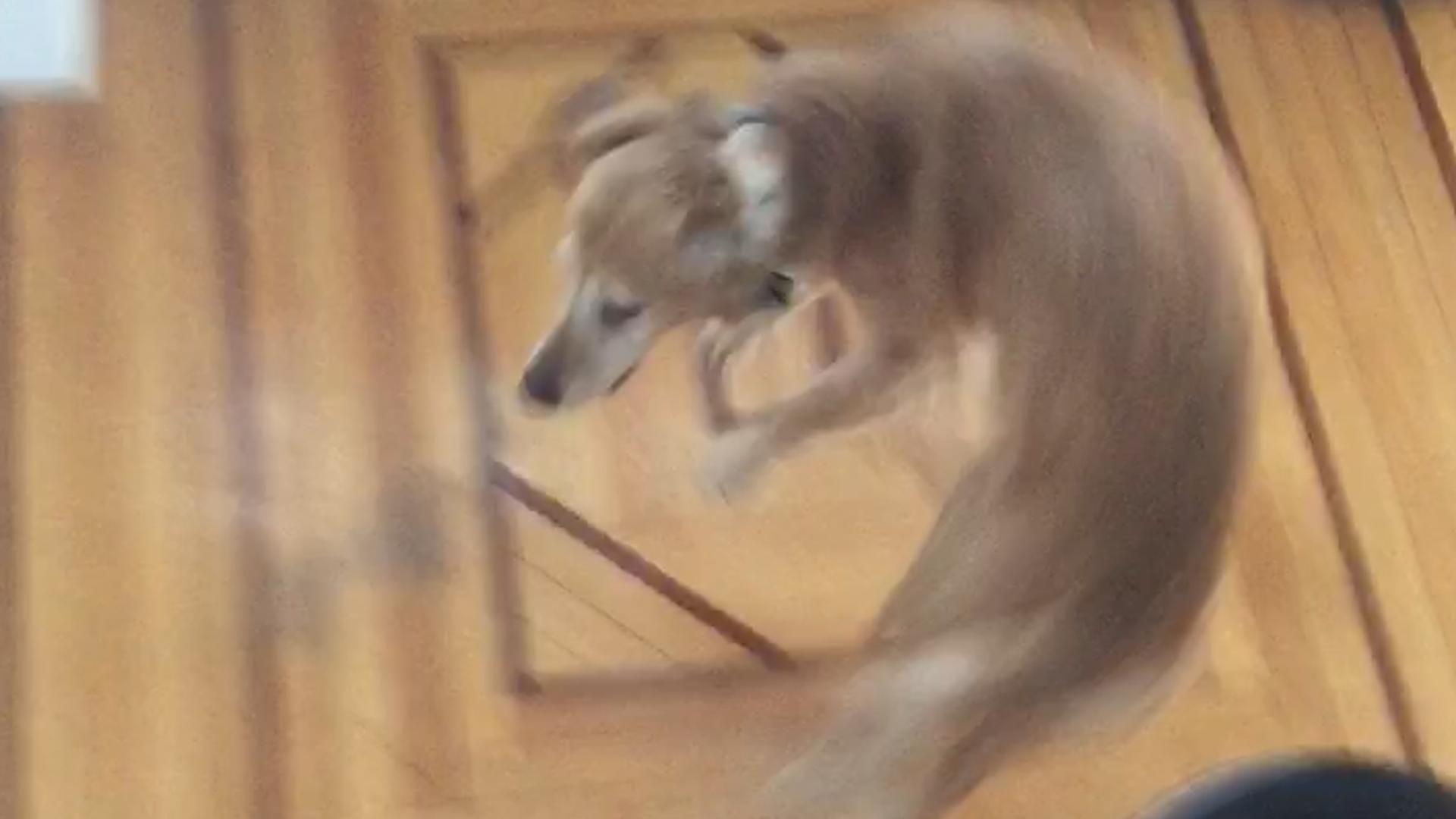 Dog Spins in Circles in Anticipation of Breakfast Poke My Heart