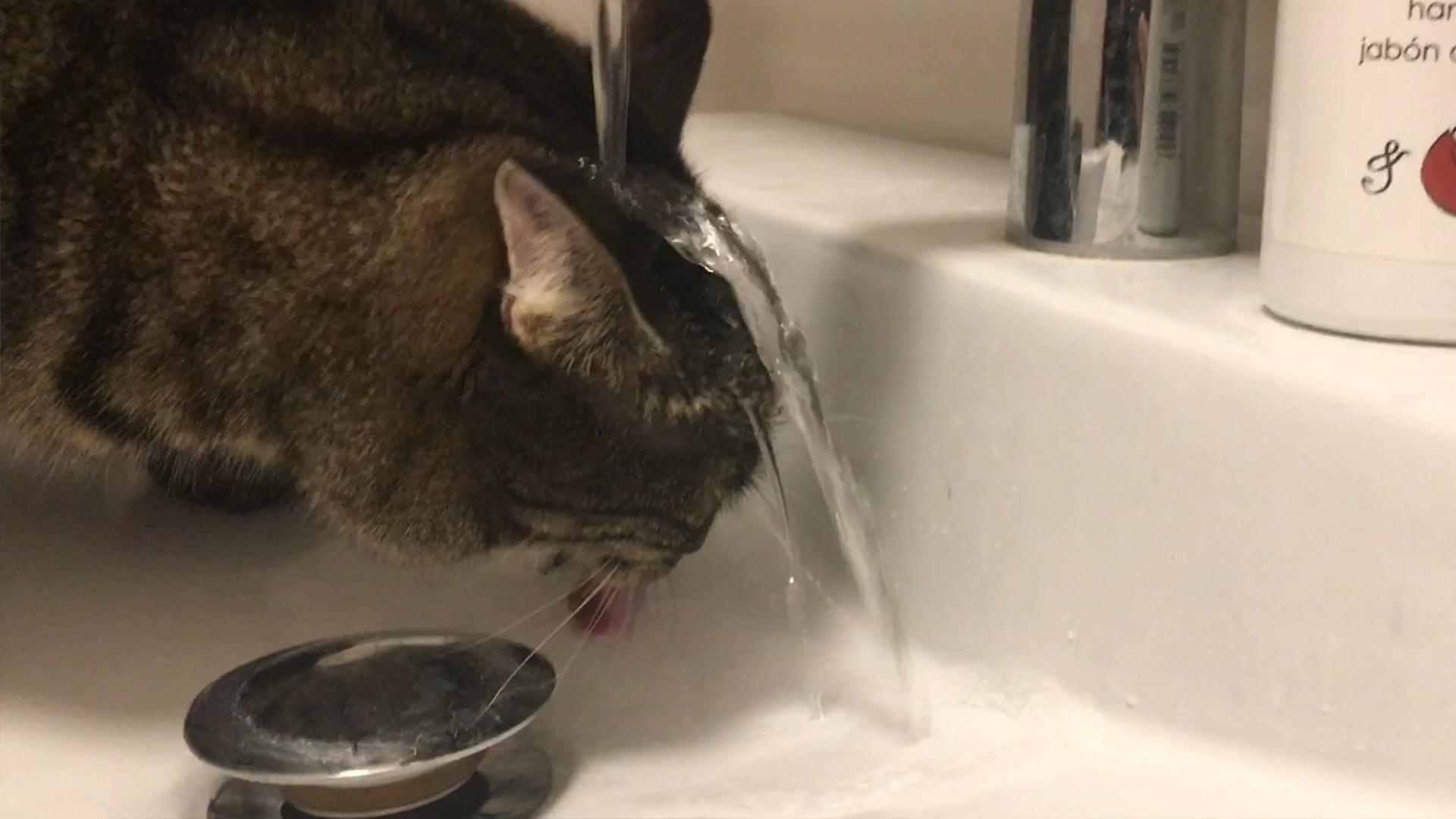 Cat Gets Water Poured on Head While Drinking from Sink Poke My Heart