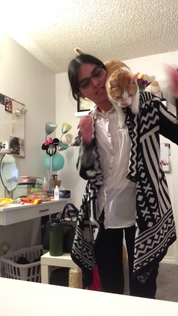 Cat Jumps into Owner's Arms Poke My Heart