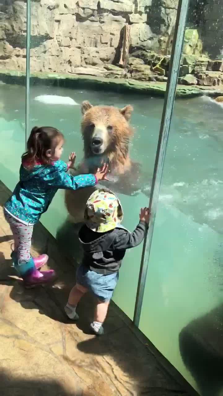 Bears Jump Excitedly Seeing Toddlers Outside Their Exhibit in Zoo