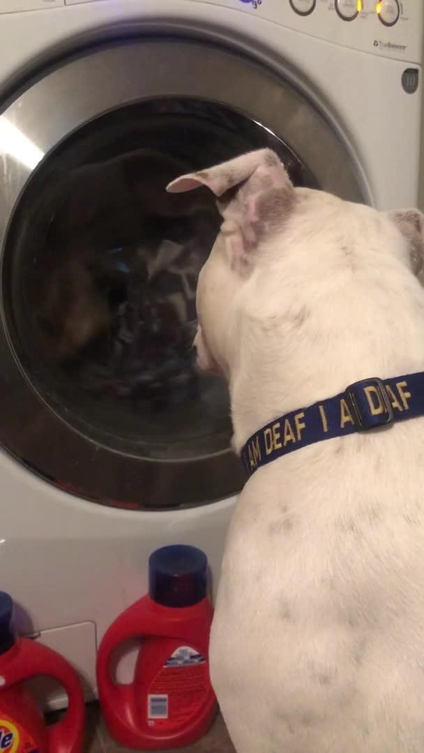 Dog Upset That Favorite Blanket Is in Washing Machine Poke My Heart