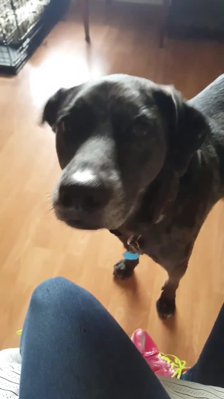 Dog Jumps on Owner When She Mentions Going for a Walk Poke My Heart