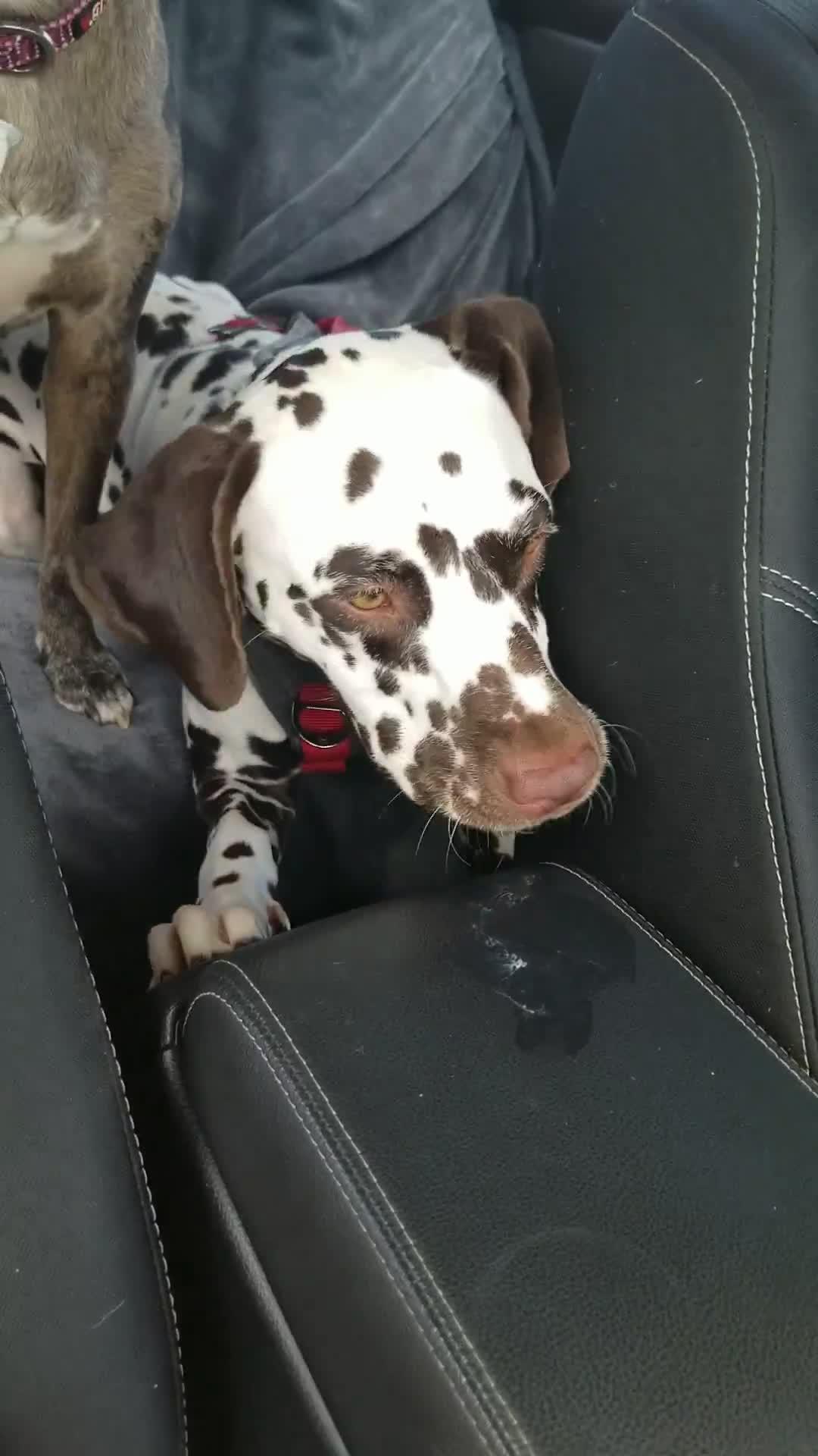 Dogs Slurp on Cups of Whipped Cream Poke My Heart