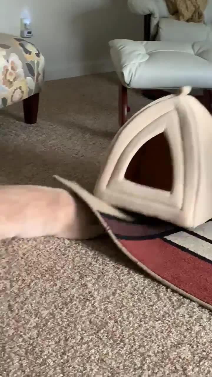 Cat Tries to Hide Under Area Rug Poke My Heart