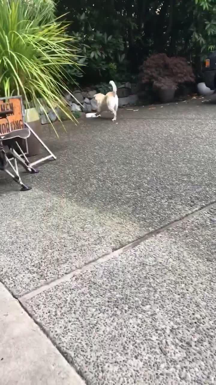 Dog Pushes His Water Bowl Repeatedly and Splashes Water Poke My Heart