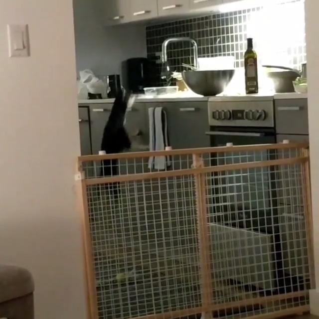 Dog Jumps In Front of Kitchen Counter to Get a Taste of Steak Poke My