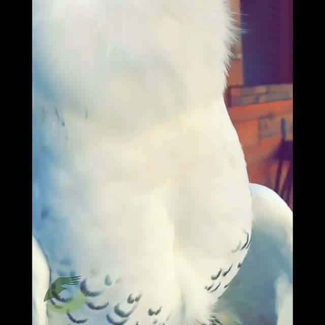 Snowy Owl Shows His Best Smile - Poke My Heart