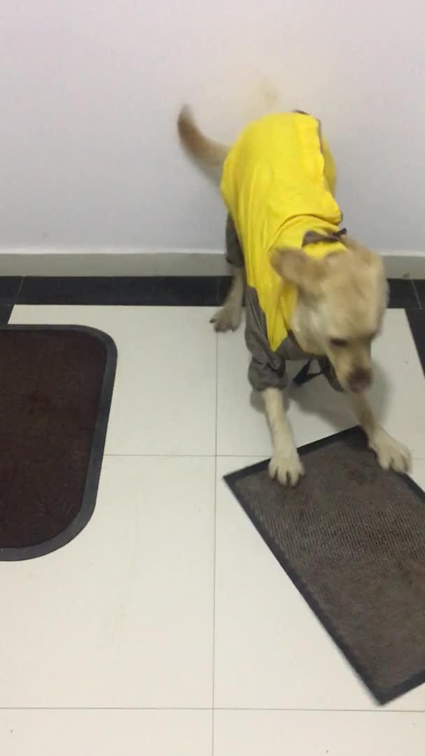 Dog Spinning Energetically Keeps Slipping on Floor Poke My Heart